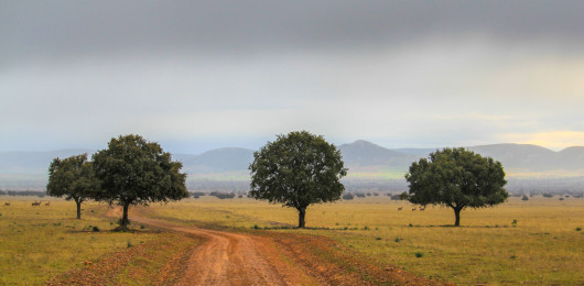 cabaneros1