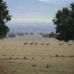 cabaneros28