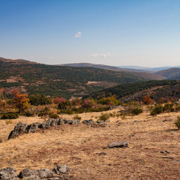 hayedo tejera negra