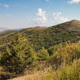 hayedo tejera negra